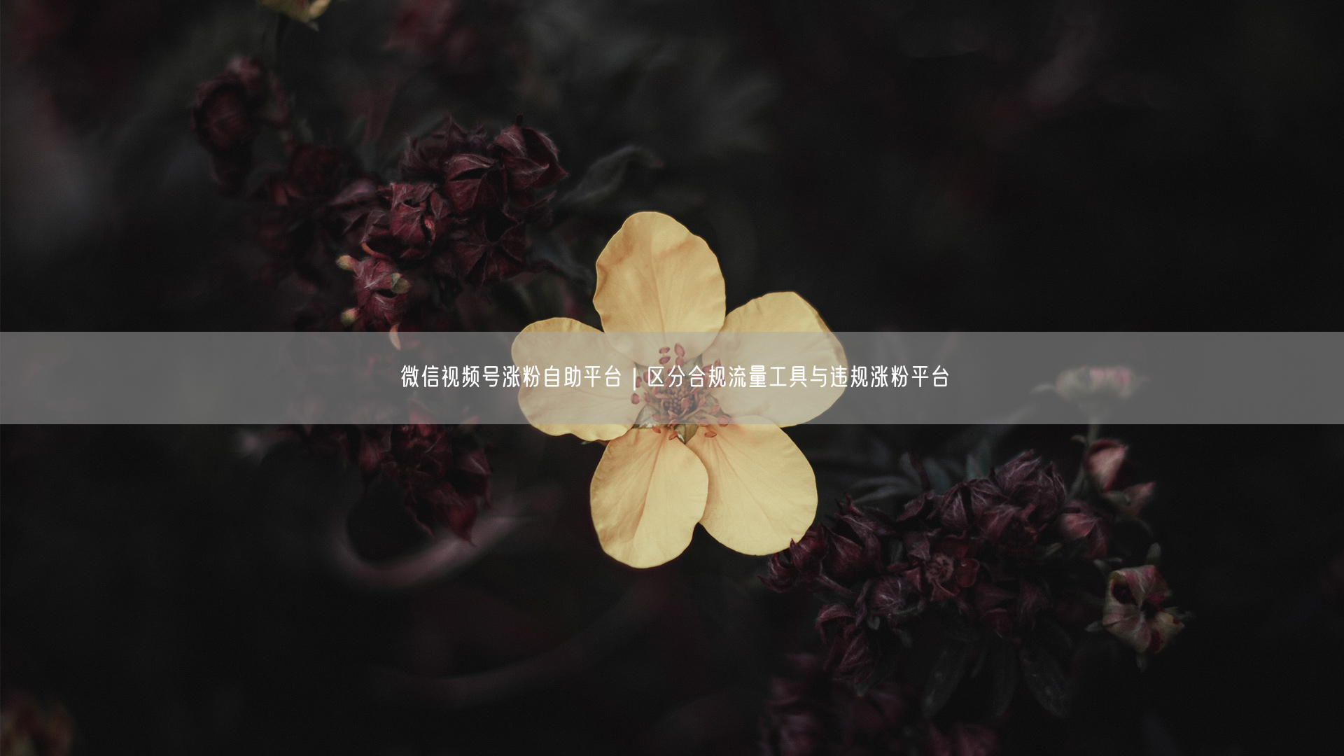 微信视频号涨粉自助平台｜区分合规流量工具与违规涨粉平台