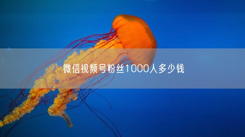 微信视频号粉丝1000人多少钱