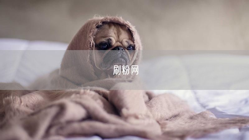 刷粉网