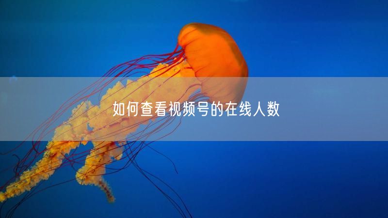 如何查看视频号的在线人数