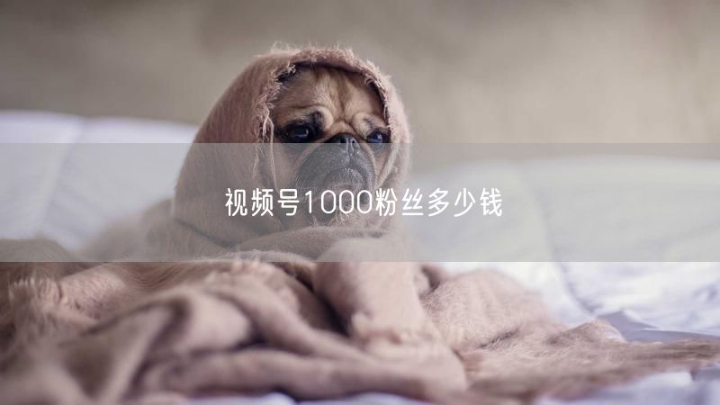 视频号1000粉丝多少钱
