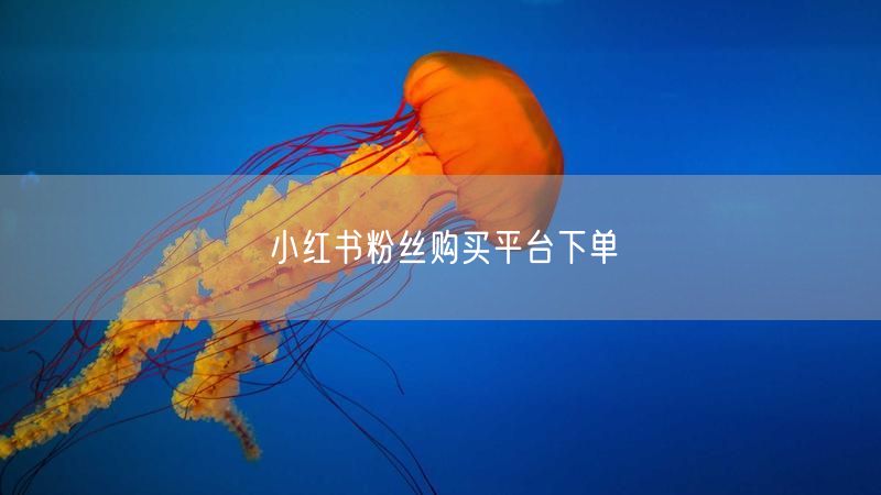 小红书粉丝购买平台下单