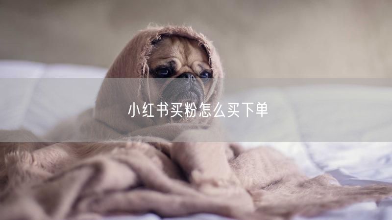 小红书买粉怎么买下单