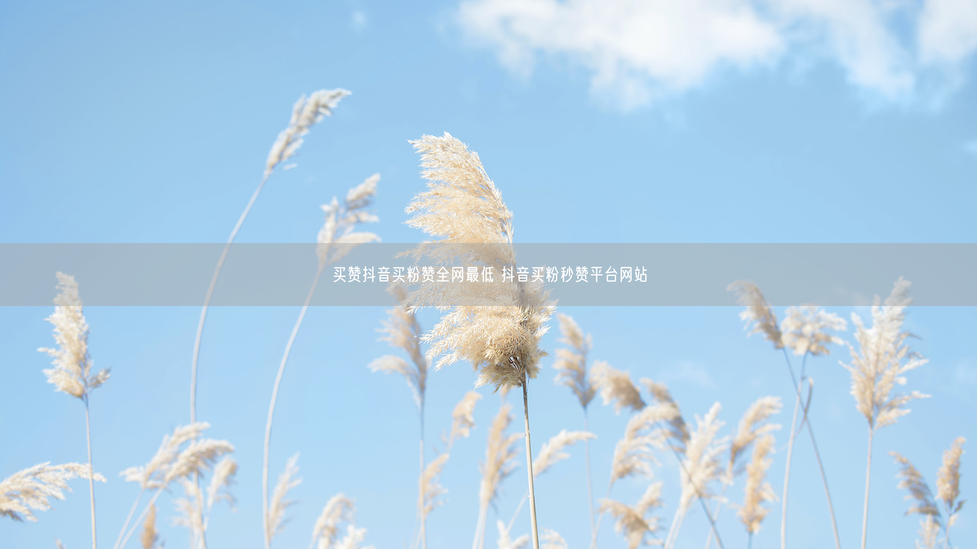 买赞抖音买粉赞全网最低 抖音买粉秒赞平台网站