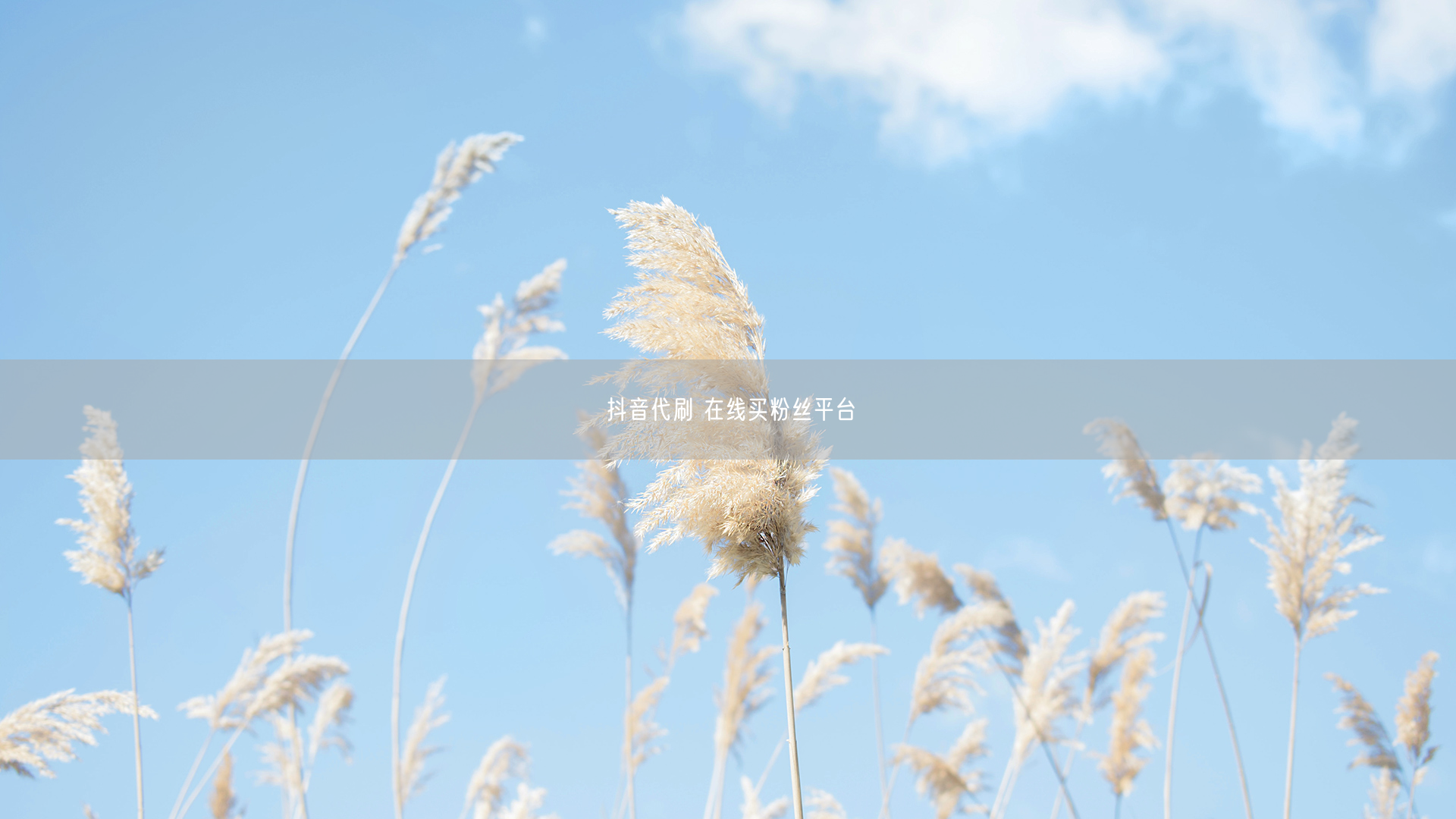 抖音代刷 在线买粉丝平台