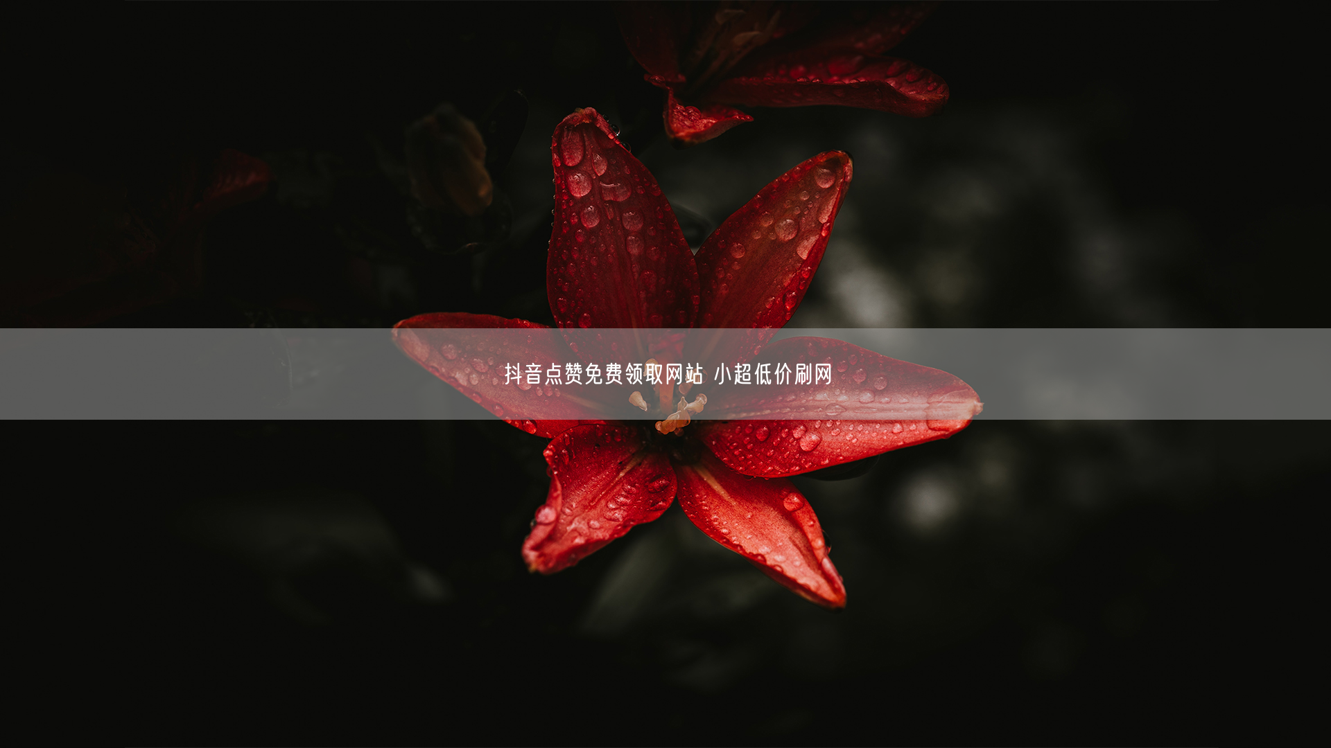 抖音点赞免费领取网站 小超低价刷网