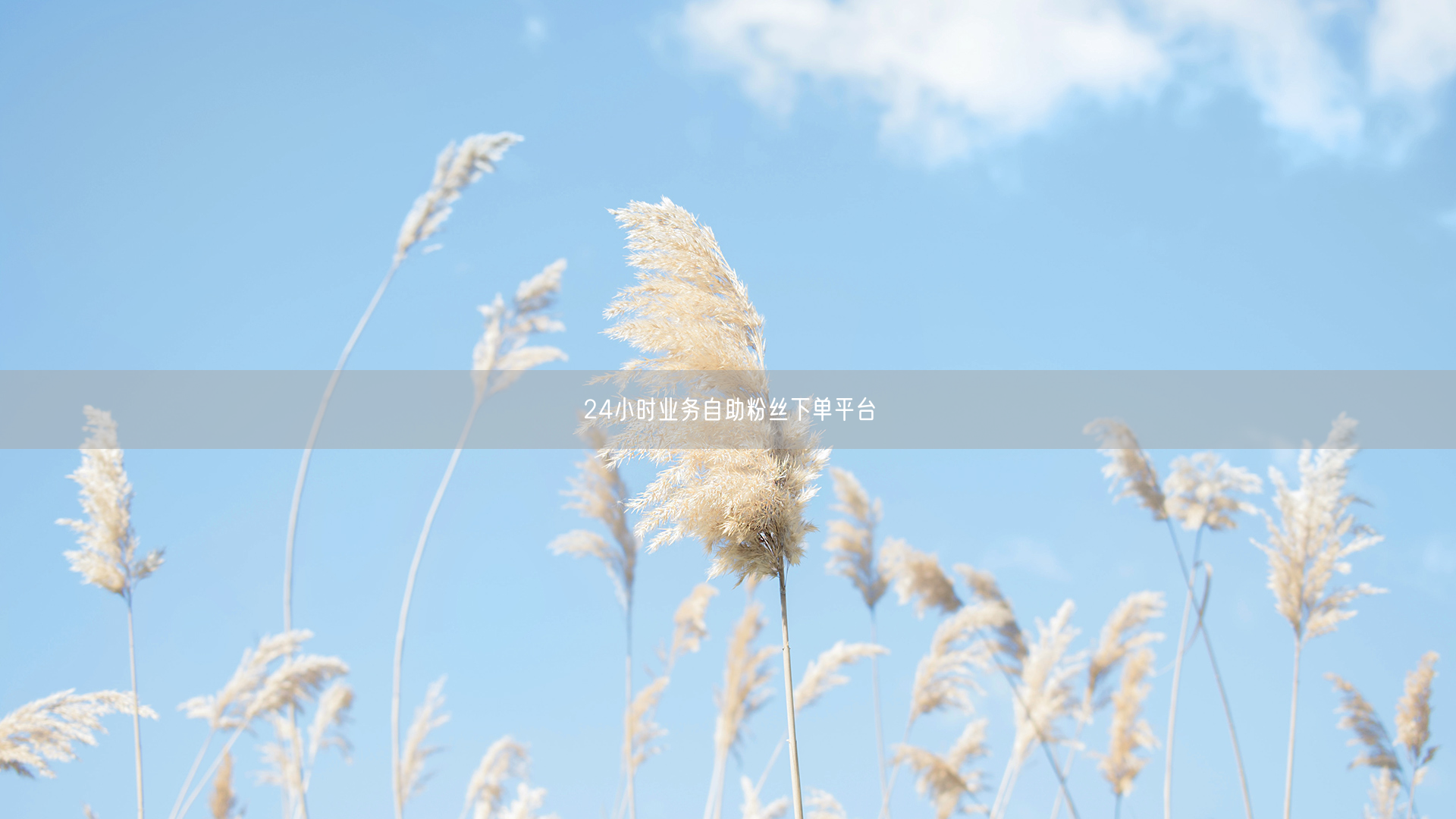 24小时业务自助粉丝下单平台