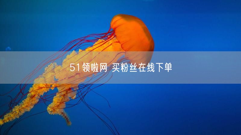 51领啦网 买粉丝在线下单